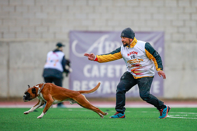 boxer-campeão-do-mundo-3
