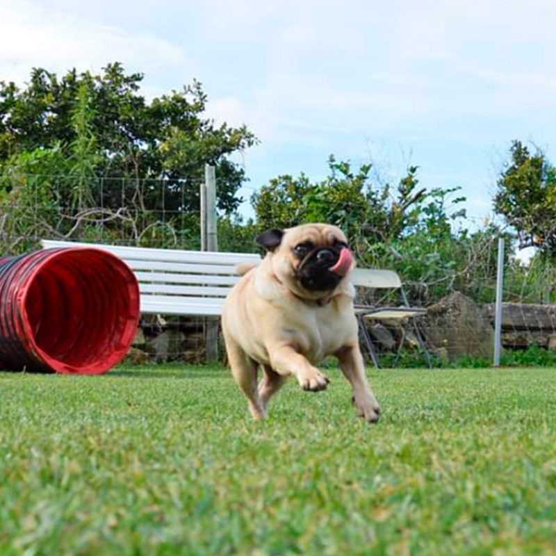 CAMPO DE TREINO EXTERIOR